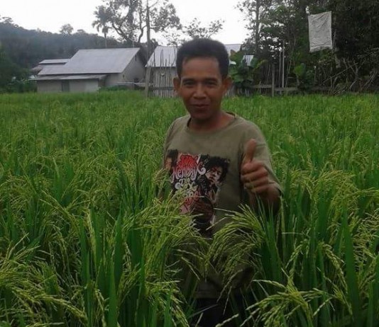 Petani Diminta Kompak Kendalikan Hama Padi