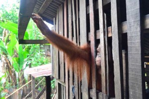 EVAKUASI-OU-BKSDA-Kalbar-mengevakuasi-Orangutan-di-Desa-Ambawang,-Kubu-Raya,-Kamis-sore.-Elsi-menangis-melepaskan-perpisahan-persahabatannya-dengan-Boy,-nama-Orangutan-ini-OCSYA-ADE-CP-(2)