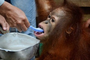 EVAKUASI-OU-BKSDA-Kalbar-mengevakuasi-Orangutan-di-Desa-Ambawang,-Kubu-Raya,-Kamis-sore.-Elsi-menangis-melepaskan-perpisahan-persahabatannya-dengan-Boy,-nama-Orangutan-ini-OCSYA-ADE-CP-(3)