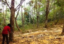 Dari Bekerja Serabutan, Warga Trans Bisa Miliki Aset Miliaran