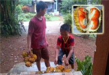 Harga Karet Anjlok, Musim Buah Bawa Berkah