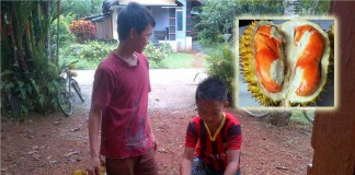 Harga Karet Anjlok, Musim Buah Bawa Berkah