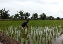 Petani Tak Berani Tanam Padi
