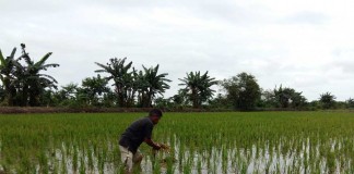 Petani Tak Berani Tanam Padi
