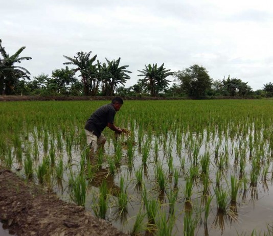 Petani Tak Berani Tanam Padi