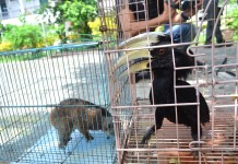 BKSDA Terima Tiga Satwa Liar