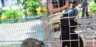 BKSDA Terima Tiga Satwa Liar