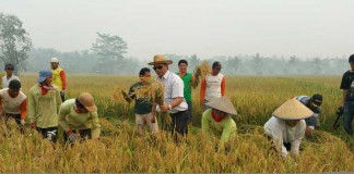 Sayuran-Bumbu Dapur Diimpor, Salah Siapa?