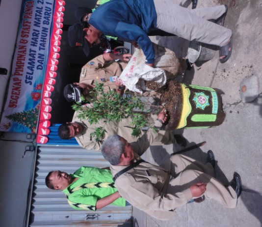 Pucuk Merah Penuhi Jalan Sungai Pinyuh-Mempawah