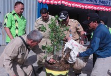 Pucuk Merah Penuhi Jalan Sungai Pinyuh-Mempawah
