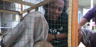 Diambang Kepunahan Seekor Kukang Diselamatkan