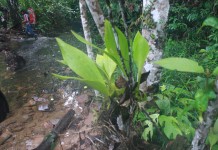 HHBK Unggulan Melawi Sumir