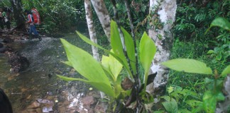 HHBK Unggulan Melawi Sumir