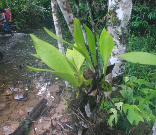 HHBK Unggulan Melawi Sumir