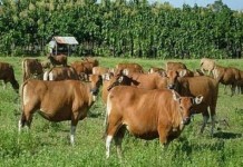 Banyak Ternak Dibiarkan Telantar di Padang Gembalaan