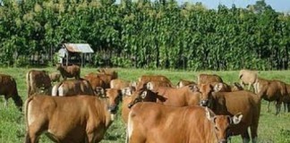 Banyak Ternak Dibiarkan Telantar di Padang Gembalaan