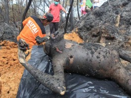 BANGKAI ORANG UTAN DIAUTOPSI