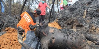 BANGKAI ORANG UTAN DIAUTOPSI