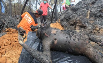 BANGKAI ORANG UTAN DIAUTOPSI