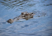 Ada Buaya di Bawah Jembatan Agen