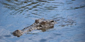 Tjhai Chui Mie Perintahkan Tangkap Buaya