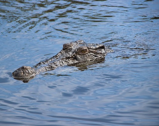 Tjhai Chui Mie Perintahkan Tangkap Buaya