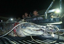 Penjaga Tambak Tewas Diserang Buaya 5 Meter