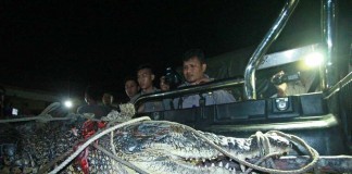 Penjaga Tambak Tewas Diserang Buaya 5 Meter