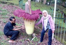 Disemai Belasan Tahun, Berbunga Tiga Hari, Tangan Jahil Mengerjai