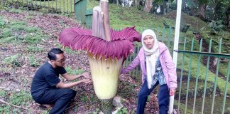 Disemai Belasan Tahun, Berbunga Tiga Hari, Tangan Jahil Mengerjai