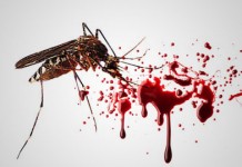 Seribu Orang Kena Demam Berdarah