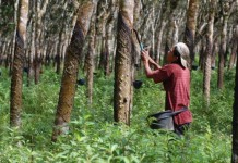 Harga Karet Kian Merosot