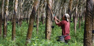 Harga Karet Kian Merosot