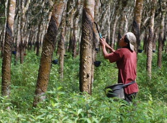 Harga Karet Kian Merosot