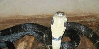 Ibu lagi Buang Air, Balita Tewas Dipatok Ular