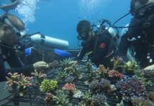 Mencermati Upaya Penyelamatan Terumbu Karang di Wilayah Pesisir Kota Jayapura