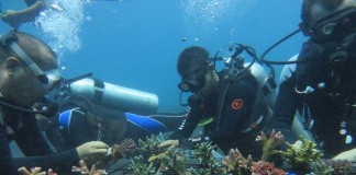 Mencermati Upaya Penyelamatan Terumbu Karang di Wilayah Pesisir Kota Jayapura