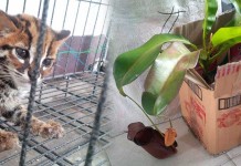 BKSDA Sita Kantung Semar dan Kucing Hutan