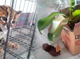 BKSDA Sita Kantung Semar dan Kucing Hutan