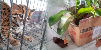 BKSDA Sita Kantung Semar dan Kucing Hutan