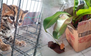 BKSDA Sita Kantung Semar dan Kucing Hutan