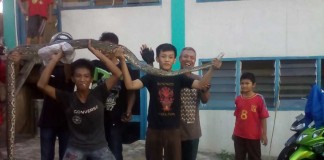 ULAR PITON HEBOHKAN PENGUNJUNG BONTANG PLAZA