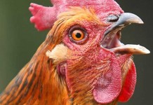 Unggas Masuk? Segera Laporkan!