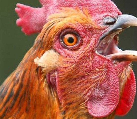 Unggas Masuk? Segera Laporkan!