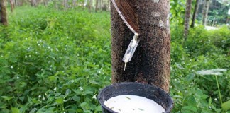 Harga Karet di Kapuas Hulu Terus Membaik, Gairah Menoreh Muncul Lagi