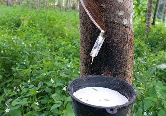 Harga Karet di Kapuas Hulu Terus Membaik, Gairah Menoreh Muncul Lagi