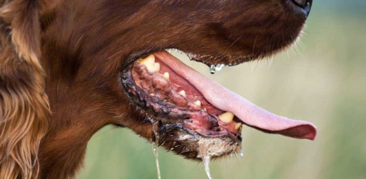 3 Orang Tewas Digigit Anjing Gila