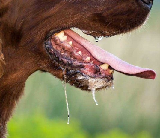 Rabies Tak Terkendali Karena Kalbar Kekurangan VAR