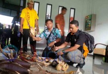 Terang-terangan Jual Bodi Hewan Dilindungi, BKSDA Tangkap Bos Sabaya Diri Singkawang