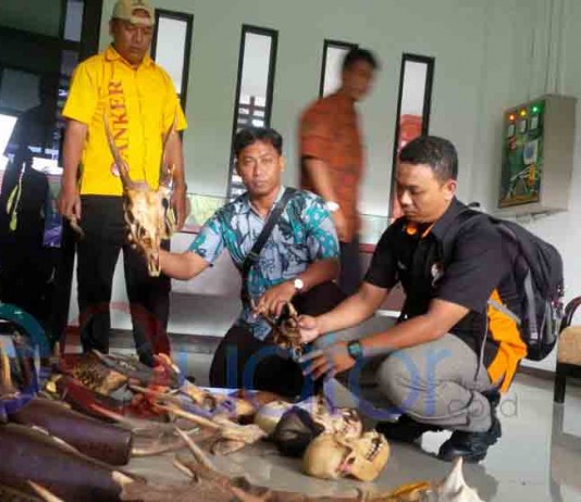 Terang-terangan Jual Bodi Hewan Dilindungi, BKSDA Tangkap Bos Sabaya Diri Singkawang